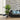Corn Stalk Dracaena 94 cm