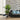 Corn Stalk Dracaena 94 cm