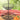 2-Tier Fruit Basket - Magasins Hart | Hart Stores