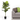 Fiddle Leaf Fig Tree