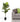 Fiddle Leaf Fig Tree
