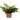 Artificial Fern Brown Cement Pot - Magasins Hart | Hart Stores