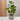 LAUREN TAYLOR - Plant in Cement Pot