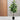 FICUS TREE 72 LEAVES