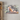 fox canvas