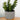 Lauren Taylor - Artificial Succulent in White Ceramic Pot - Magasins Hart | Hart Stores