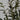 Lauren Taylor - Olive Tree 43cm White Pot - Magasins Hart | Hart Stores