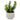 Lauren Taylor - Artificial Succulent in White Ceramic Pot
