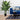 LAURENT TAYLOR - Evergreen Dieffenbachia 5 Trunk - 30 Leaves - Magasins Hart | Hart Stores