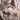 Wolf Canvas