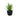 Pineapple Plant Black Ceramic Pot
