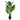 Bonsai 10 leaves Aureum