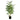 Bamboo Tree