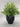grass ceramic