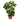 Schefflera Artificial Plant - Magasins Hart | Hart Stores