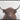 Highland Cattle Canvas Framed - Magasins Hart | Hart Stores