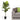 Fiddle Leaf Fig Tree