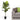Fiddle Leaf Fig Tree