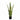 Yellow/Green Sansevieria Plant