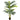 Hawaii Palm Tree