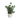Eucalpytus In White Pot 14x28