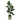 Fiddle Plant In Cement Pot