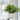 Fern White Ceramic Pot W/rope