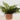 Artificial Fern Brown Cement Pot - Magasins Hart | Hart Stores