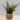 Artificial Fern in Wicker Basket