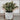 Artificial Lamb's Ear in White Marble Ceramic Pot