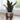 Artificial Snake plant in Ceramic Pot with Wood Legs