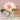 Blush Pink Peonies 7.5x8.26x7.5in - Magasins Hart | Hart Stores
