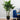 LAURENT TAYLOR - Aureum Bonsai 3 Trunk 30 leaves