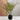 LAUREN TAYLOR - Fern Ceramic Pot Black