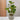 LAUREN TAYLOR - Plant in Cement Pot