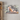 fox canvas