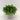 GRASS IN CEMENT LEAF DESIGN POT 