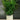 Artifical Grass Glass Pot