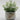 Lauren Taylor - Artificial Floral arrangements in a Pot - Magasins Hart | Hart Stores