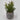 Lauren Taylor - Artificial Succulents in Grey Cement Pots 7" - Magasins Hart | Hart Stores