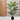 LAUREN TAYLOR - Palm Tree 10 Leaves - Magasins Hart | Hart Stores