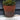 Lauren Taylor - Succulente artificielle dans un pot en terre cuite - Magasins Hart | Hart Stores