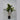 Lauren Taylor - Artificial Dracanea Tree in Black Pot