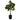 Lauren Taylor - Artificial Ficus Tree in Black Pot
