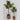 Lauren Taylor - Artificial Lemon Tree in Wicker Pot