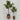 Lauren Taylor - Artificial Lemon Tree in Wicker Pot