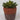 Lauren Taylor - Artificial Succulent in Terra Cotta Pot