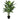 LAURENT TAYLOR - Evergreen Dieffenbachia 5 Trunk-30 Leaves