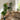 Fiddle Leave Plant