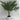 PALM LEAVE PLANT IN WHITE POT 60X76